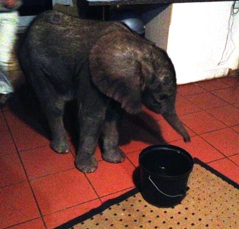 Illustration for article titled Baby Elephant Wanders Into South African Living Room, Has A Snack
